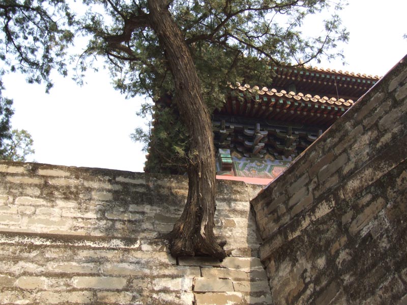 Pékin