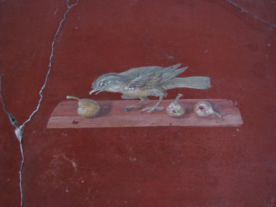 Oplontis
