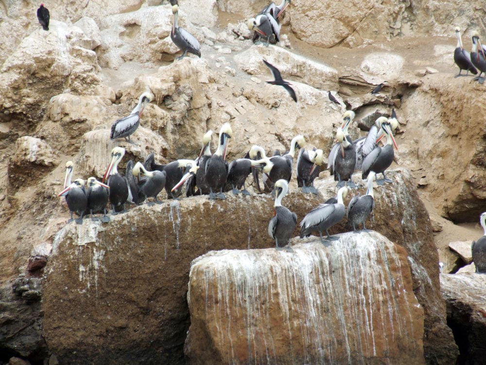 ballestas