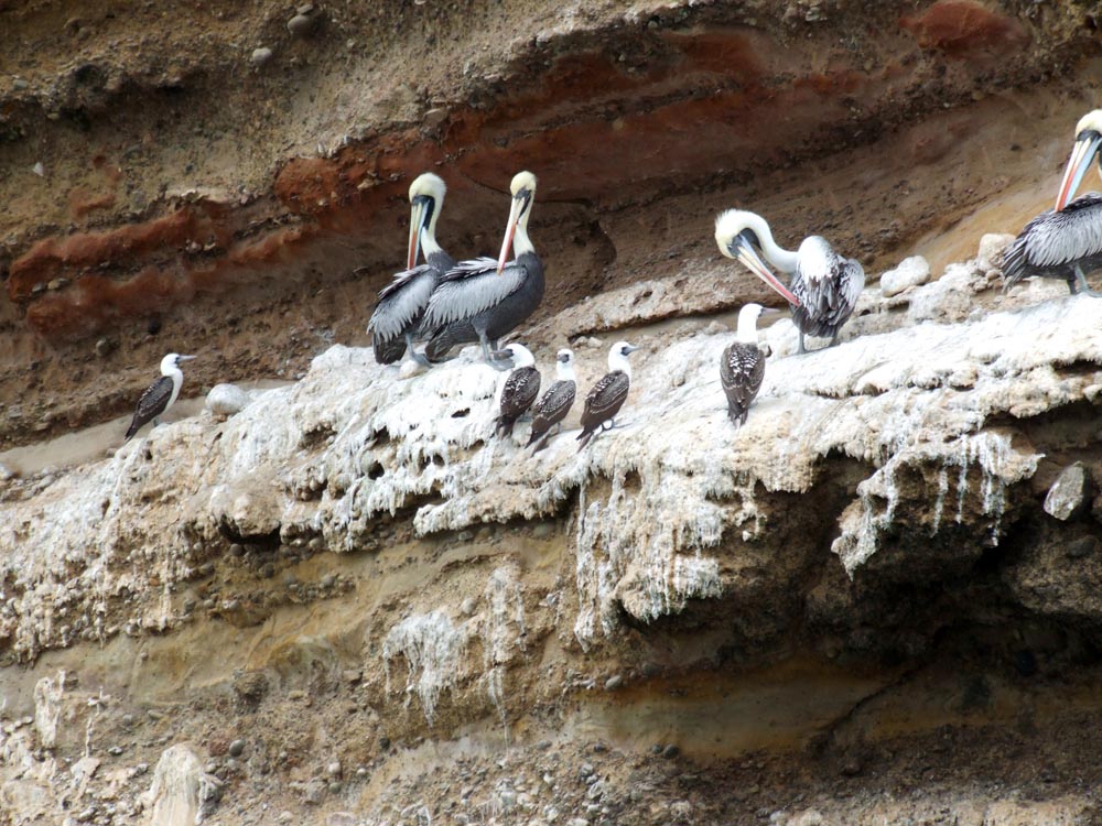 ballestas