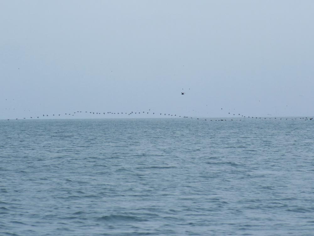 ballestas