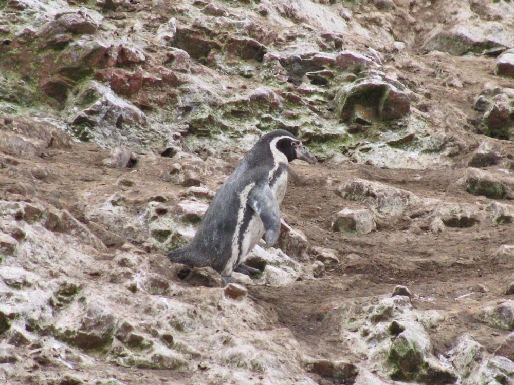 ballestas