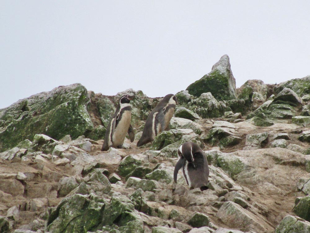 ballestas