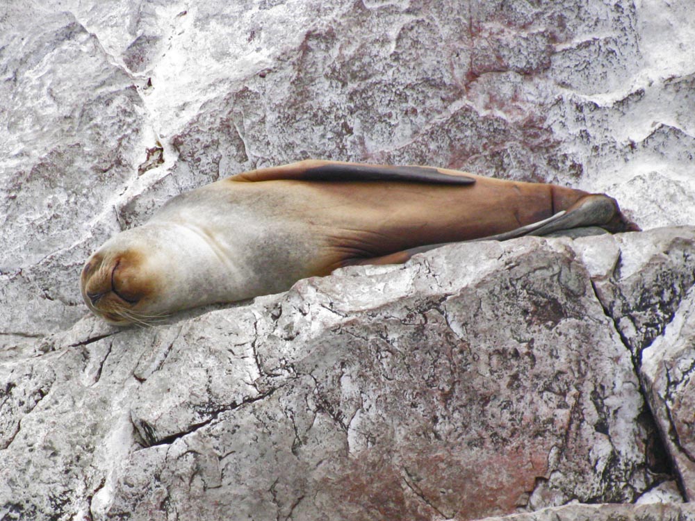 ballestas