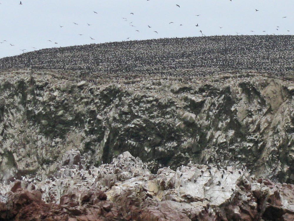 ballestas