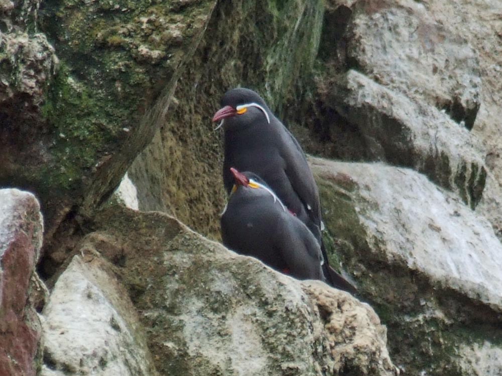 ballestas