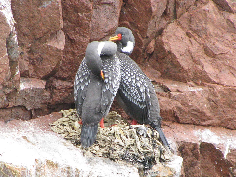 ballestas