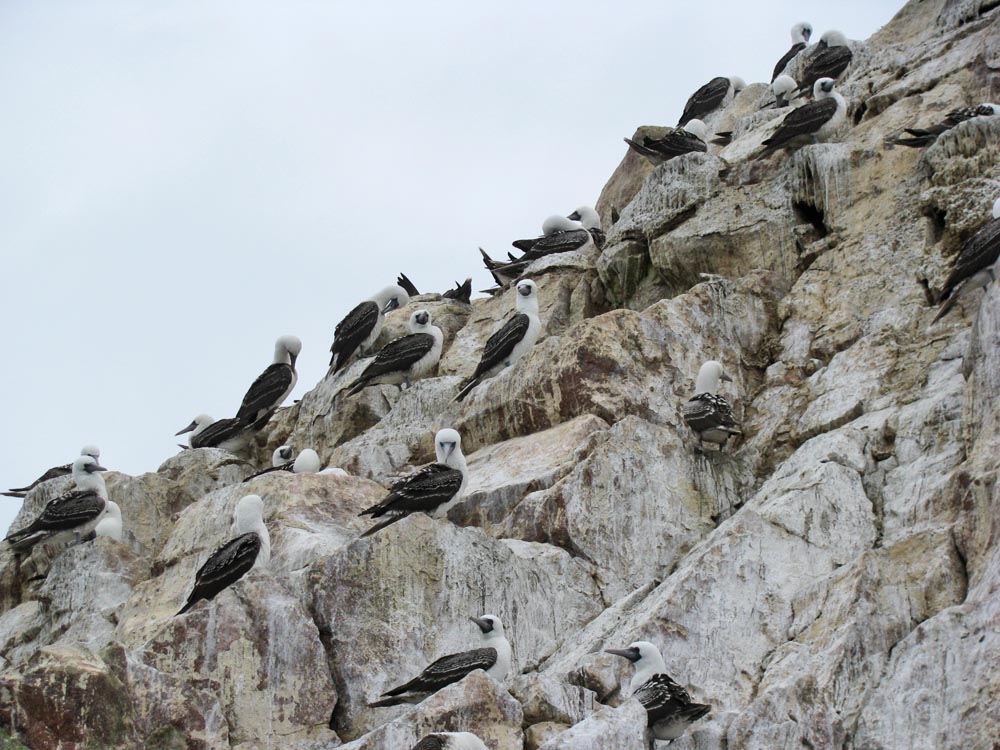 ballestas