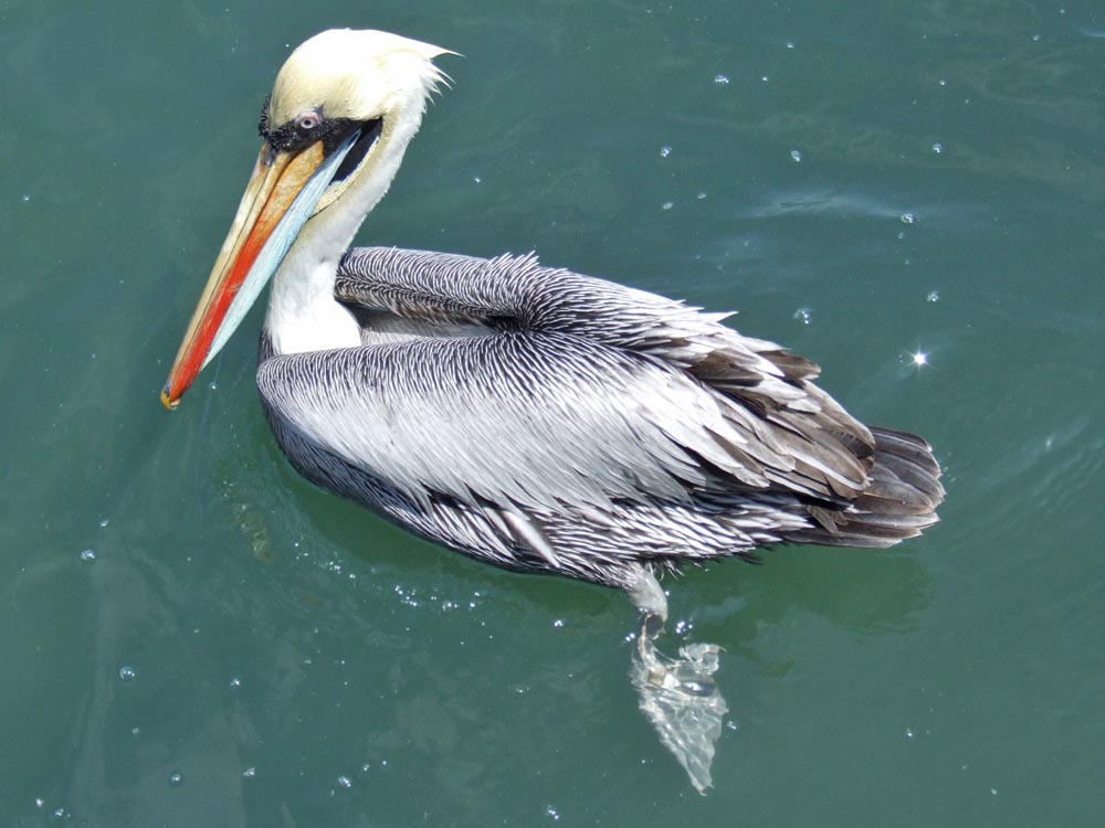 ballestas