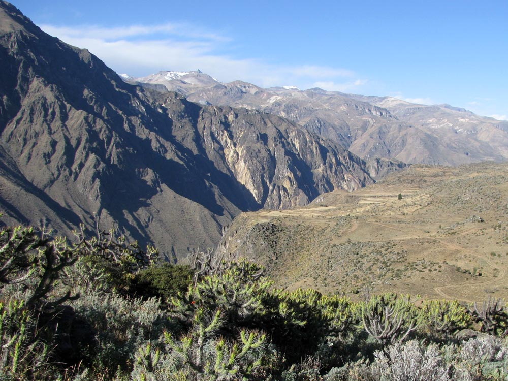 colca