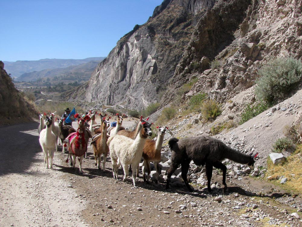 colca
