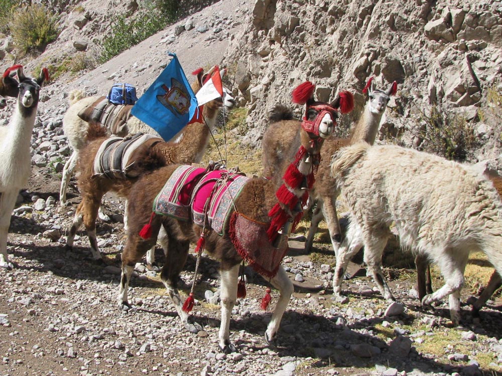 colca
