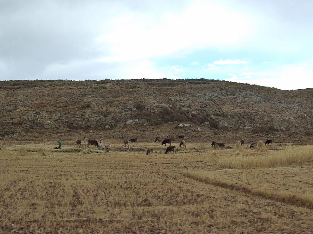 Altiplano