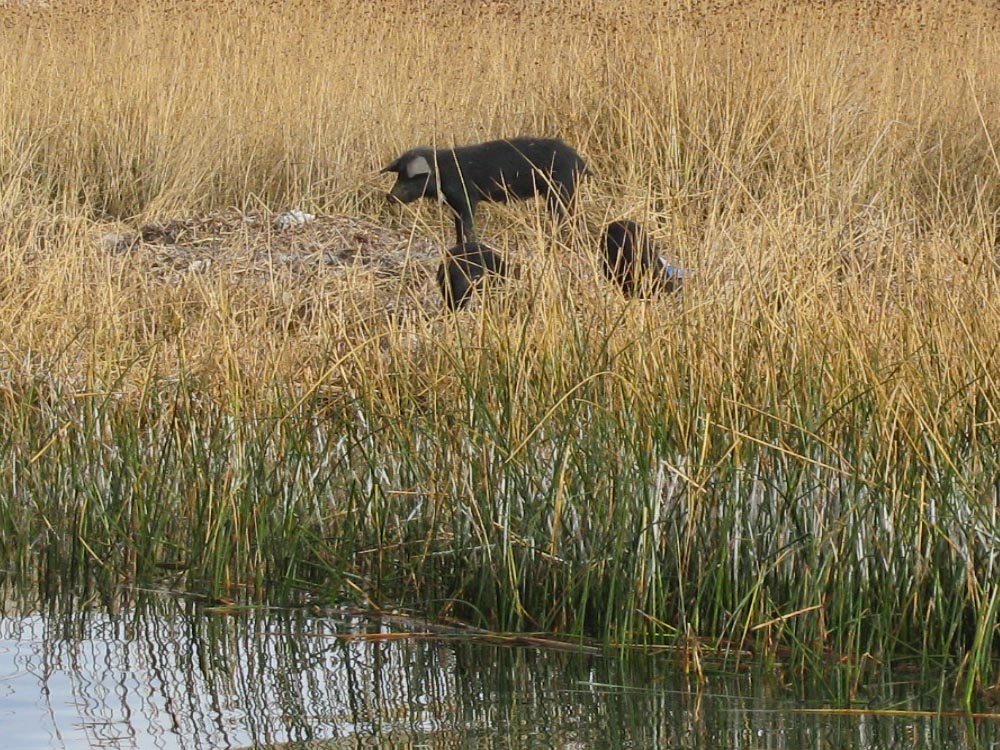 uros