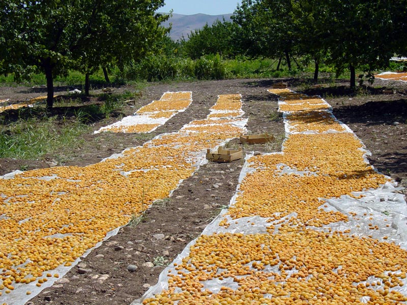 Malatya